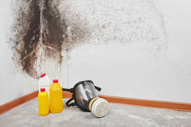 Best Office Mold Removal Services  in Jasmine Estates, FL