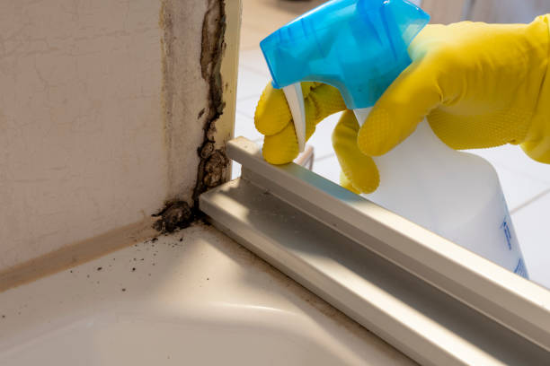 Office Mold Removal Services in Jasmine Estates, FL