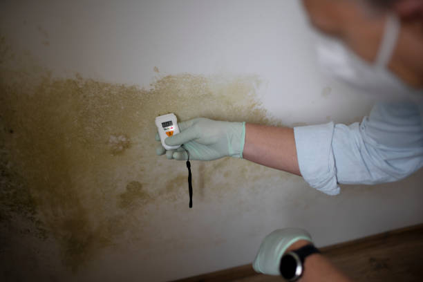 Best Certified Mold Removal  in Jasmine Estates, FL