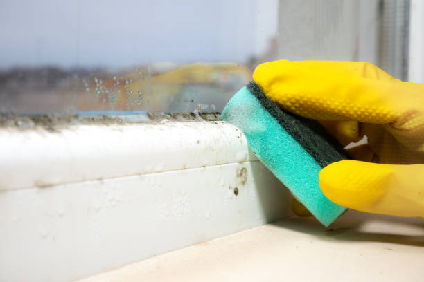 Crawl Space Mold Removal in Jasmine Estates, FL