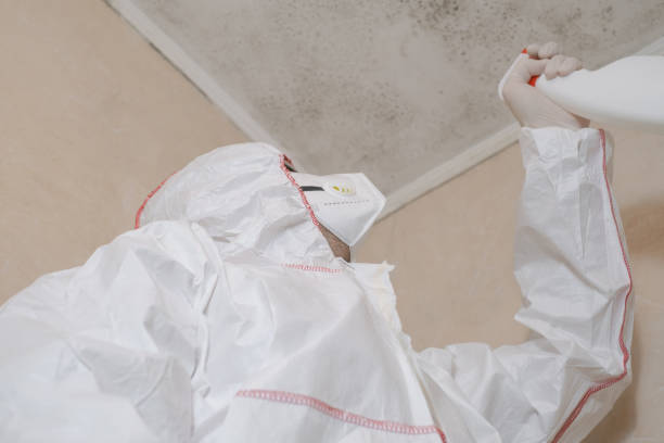 Best Mold Removal Company Near Me  in Jasmine Estates, FL