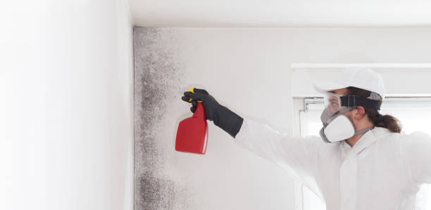 Best Emergency Mold Removal  in Jasmine Estates, FL