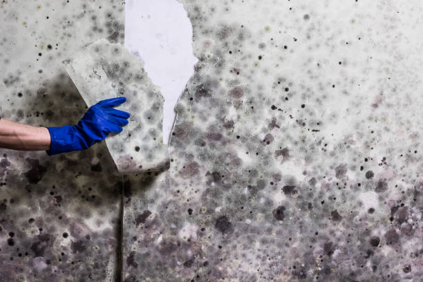 Best Black Mold Removal  in Jasmine Estates, FL
