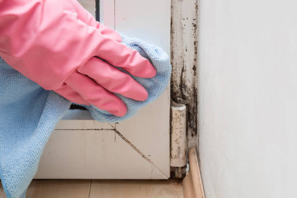 Best Commercial Mold Removal  in Jasmine Estates, FL