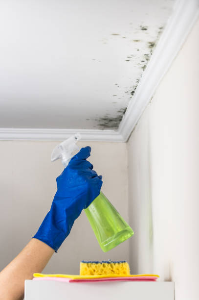 Best Attic Mold Removal  in Jasmine Estates, FL