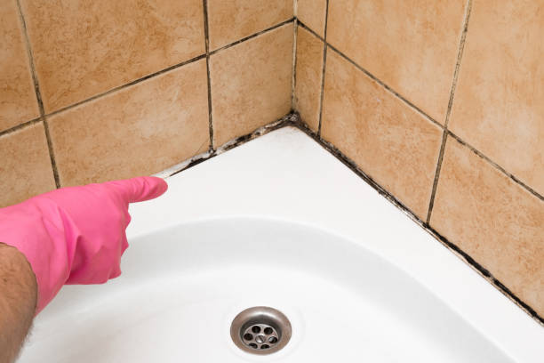 Mold Removal and Inspection in Jasmine Estates, FL