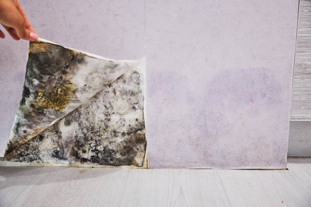 Best Mold Testing  in Jasmine Estates, FL